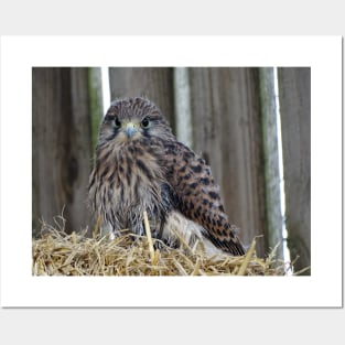 Fledgling Kestrel Posters and Art